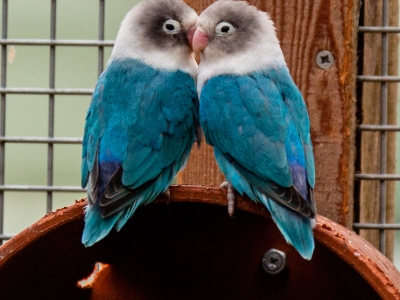 Oiseau d'amour - De Zonnegloed - Refuge pour animaux